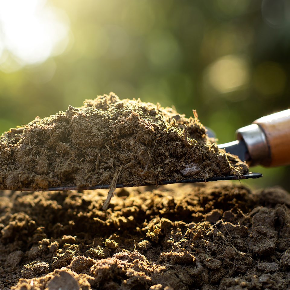 A trowel scoops up a load of manure.