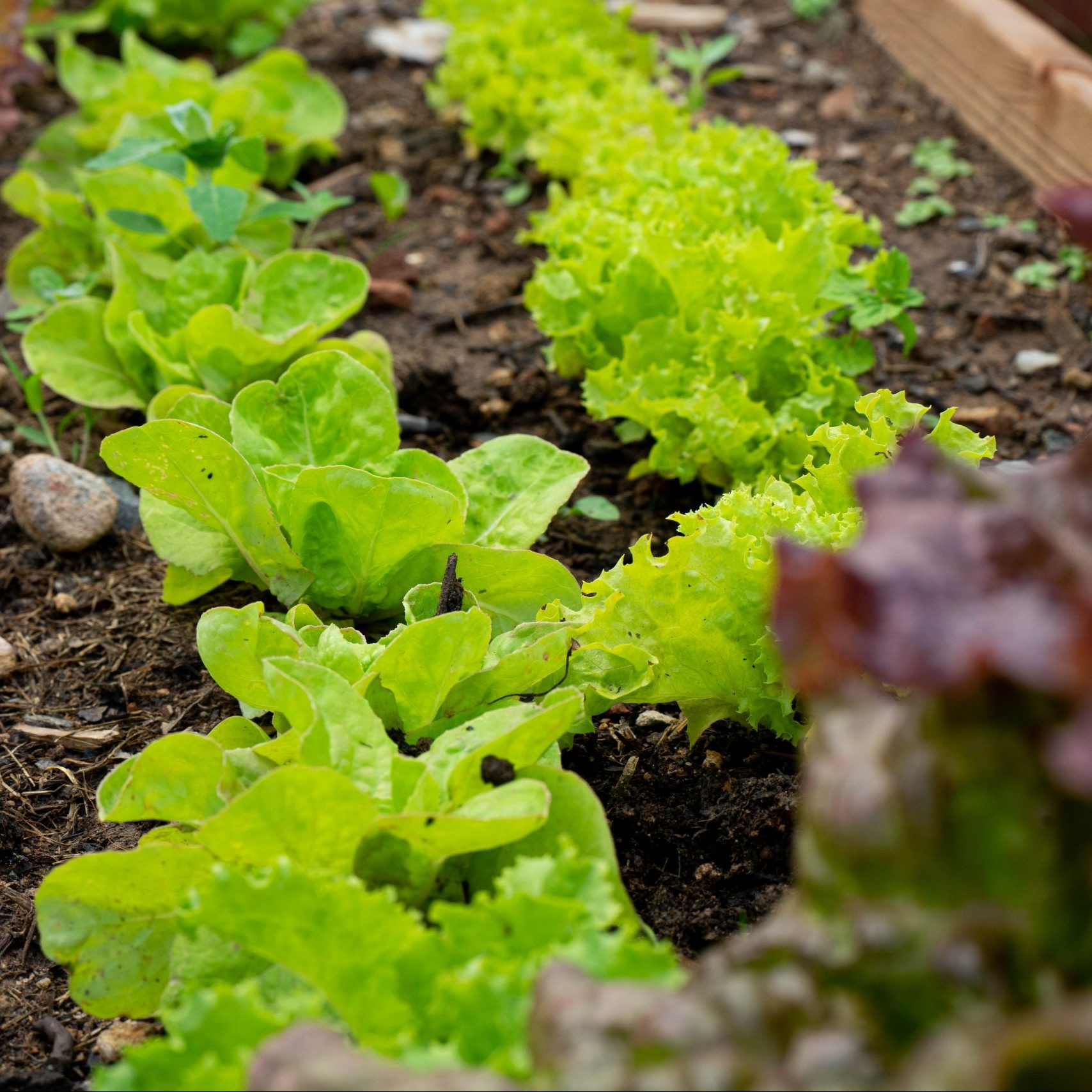 A vibrant vegetable garden with peas, lettuce and Swiss chard